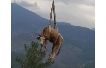 Alanya'da büyükbaş hayvan taşıyan kamyon uçuruma yuvarlandı