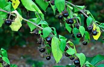 Ispanakla karıştırılıyor! Ölüme yol açıyor