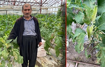Alanya’da seraya zehir sıkarak patlıcanları sararttılar: Zarar 300 bin TL!