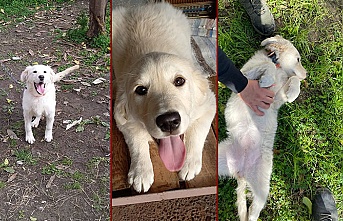 Alanya'da kayıp köpek 'Jeny' her yerde aranıyor
