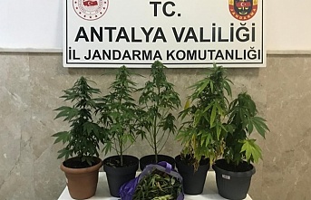 Alanya’da uyuşturucu yetiştiren Suriyelilere baskın!