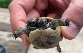 Doğada nadir rastlanan çift başlı kaplumbağaya özel bakım