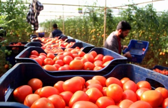 Aralık ayında domates üretimindeki düşüş fiyatlara artış olarak yansıdı
