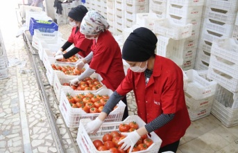 İşlem gören domates miktarı geçen yılın aynı ayına göre yüzde 19 azaldı