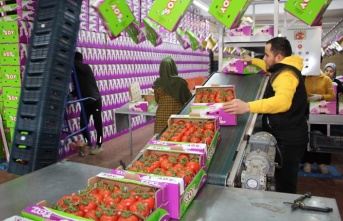 İhracat yasağı kalktı, domates hareketliliği başladı