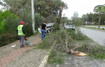 Manavgat'ta kontrolden çıkan otomobil ağaca çarptı: 1 yaralı