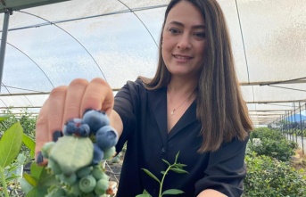Antalya'da kadınların topraksız tarımla mavi yemiş hasadı başladı