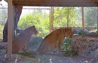 hayvanat bahçesinde dünyaya gelen 9 aylık iki yavru aslan ‘Zeus ile Hera’ aileye katıldı