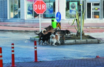 Gazipaşa başıboş köpeklerden şikayetçi