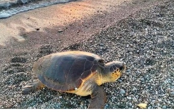 Caretta Carettalar yumurtlamak için Koru sahiline geldi