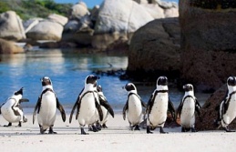 Nesli tükenmekte olan penguenler öldü!