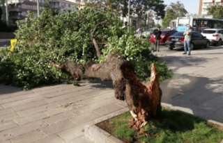 Alanya’da fırtına ağaç devirdi, araç altında...