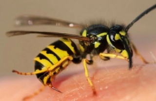 Arı sokması ölümcül sonuçlanabilir