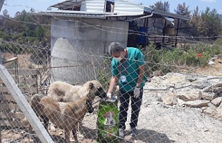 Yangından etkilenen hayvanlara Alanya Belediyesi’nden...