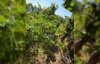 Alanya'da muz ağaçları arasında kenevir jandarmaya...