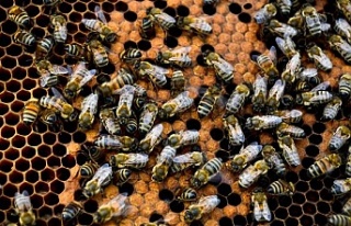 Arı ürünleri kemoterapinin yan etkilerini azaltıyor