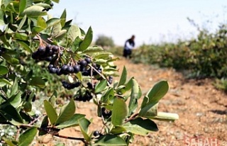 Kanser düşmanı 'süper meyve'