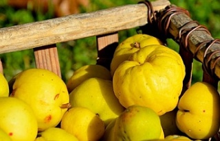 Şifası ayvada olan 8 hastalık!