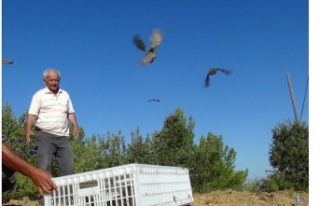 Alanya'da kınalı keklikler doğaya salındı