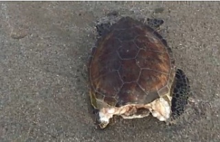 Alanya'da kafası koparılmış halde deniz kaplumbağası...