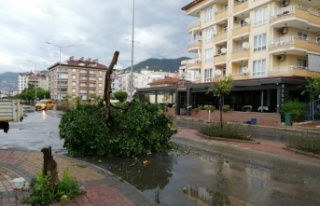 Alanya'da şiddetli rüzgar hayatı olumsuz etkiledi