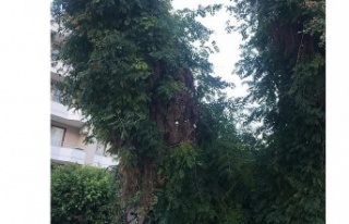 Alanya’da yan yatan ağaç vatandaşları korkuttu