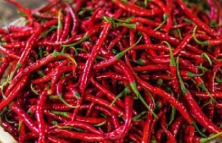 Acı biberle kanamayı durdurun
