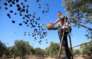 Alanya'da zeytin üreticisinin yağ isyanı