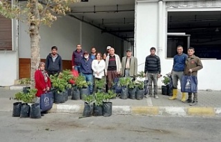 Alanya’da yangından etkilenen ailelere ceviz fidanı...