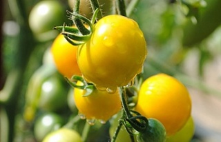 Sarı domatesin faydaları nelerdir?