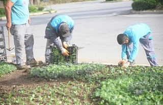 Alanya’da çiçekler toprakla buluşuyor