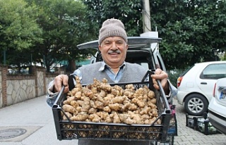 Alanyalı üretici ‘Yer Elması’yla şifa dağıtıyor