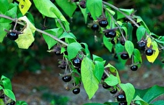 Ispanakla karıştırılıyor! Ölüme yol açıyor