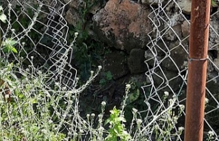 Alanya’da avokado üreticisi bir de tel örgü masrafına...