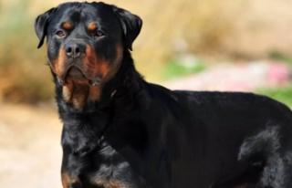 Rottweiler cinsi köpek Alanya’da dehşet saçtı!