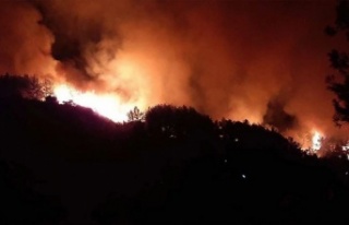Adana'da ormanlık alanda yangın!