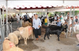 Alanya'da Kurbanlar dualarla kesildi.