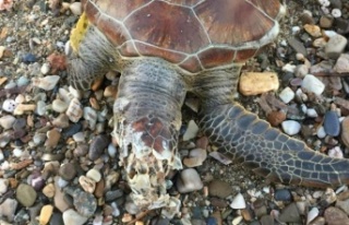 Alanya sahilinde ölü caretta caretta bulundu