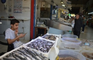 Alanya'da hamsi yemek hayal oldu