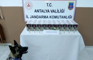 Gazipaşa'da 10 bin adet doldurulmuş makaron...