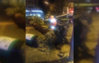 Alanya'da şiddetli rüzgar ağaçların devrilmesine...