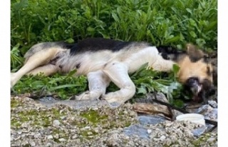 Alanya’da bir vahşet daha, köpekleri zehirleyip...