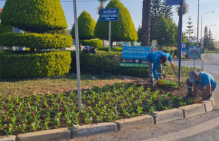 TÜM ŞEHİR KIŞLIK MEVSİMLİK ÇİÇEKLERLE DONATILIYOR