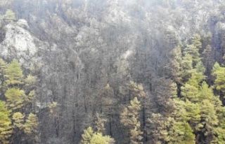 Alanya’da yanan ormanlık alan havadan görüntülendi!