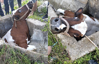 Sulama kanalı çukuruna düşen inek kepçeyle kurtarıldı!