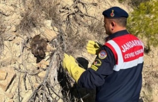 Ormanda yaralı bulunan kartal koruma altına alındı