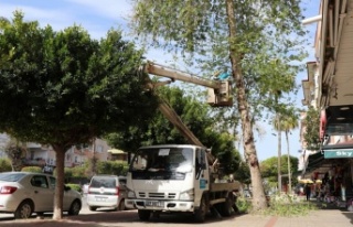 DOĞA MİRASI AĞAÇLARA BAKIM VE REHABİLİTASYON...