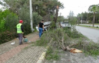 Manavgat'ta kontrolden çıkan otomobil ağaca...