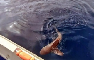 Amatör balıkçının köpek balığı kabusu