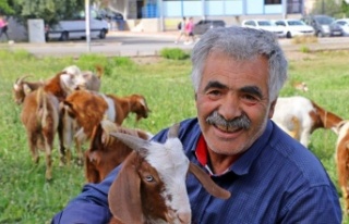 Antalya'nın lüks keçileri, turistleri ve vatandaşları...